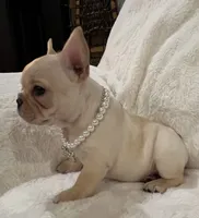 Thelma, a female French Bulldog for sale in Bolivar, MO – Photo 10 of 10