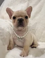 Thelma, a female French Bulldog for sale in Bolivar, MO – Photo 5 of 10