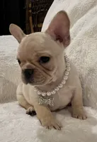 Thelma, a female French Bulldog for sale in Bolivar, MO – Photo 1 of 10