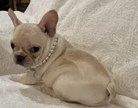 Thelma, a female French Bulldog for sale in Bolivar, MO – Photo 6 of 10