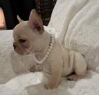 Thelma, a female French Bulldog for sale in Bolivar, MO – Photo 3 of 10