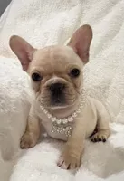 Thelma, a female French Bulldog for sale in Bolivar, MO – Photo 4 of 10