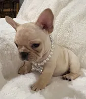 Thelma, a female French Bulldog for sale in Bolivar, MO – Photo 2 of 10