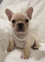 Thelma, a female French Bulldog for sale in Bolivar, MO – Photo 9 of 10