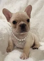 Thelma, a female French Bulldog for sale in Bolivar, MO – Photo 8 of 10