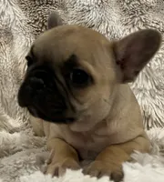 Vlane, a male French Bulldog for sale in Bolivar, MO – 7 of 10