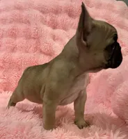 Akc Mimi , a female French Bulldog for sale in Bolivar, MO – 8 of 9