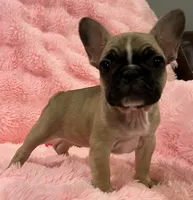 Akc Mimi , a female French Bulldog for sale in Bolivar, MO – 7 of 9