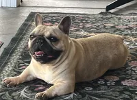Tosha , a female French Bulldog for sale in Bolivar, MO – 2 of 10