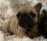 Vlane, a male French Bulldog for sale in Bolivar, MO – 8 of 10