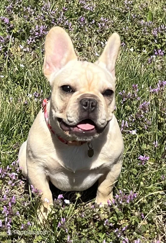 Amber  – French Bulldog puppy for sale in Bolivar, MO