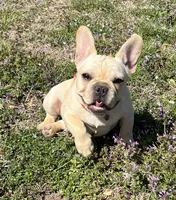 Amber , a female French Bulldog for sale in Bolivar, MO – Photo 10 of 10