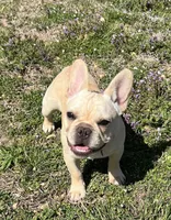 Amber , a female French Bulldog for sale in Bolivar, MO – Photo 9 of 10
