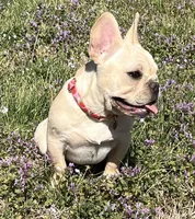 Amber , a female French Bulldog for sale in Bolivar, MO – Photo 4 of 10