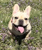 Amber , a female French Bulldog for sale in Bolivar, MO – Photo 3 of 10