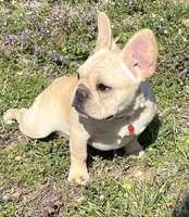 Amber , a female French Bulldog for sale in Bolivar, MO – Photo 7 of 10