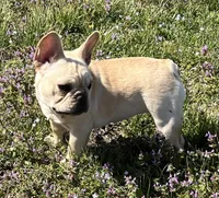 Amber , a female French Bulldog for sale in Bolivar, MO – Photo 6 of 10