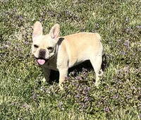 Amber , a female French Bulldog for sale in Bolivar, MO – Photo 8 of 10