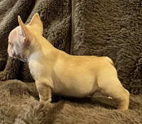 Dorian, a male French Bulldog for sale in Bolivar, MO – 7 of 10