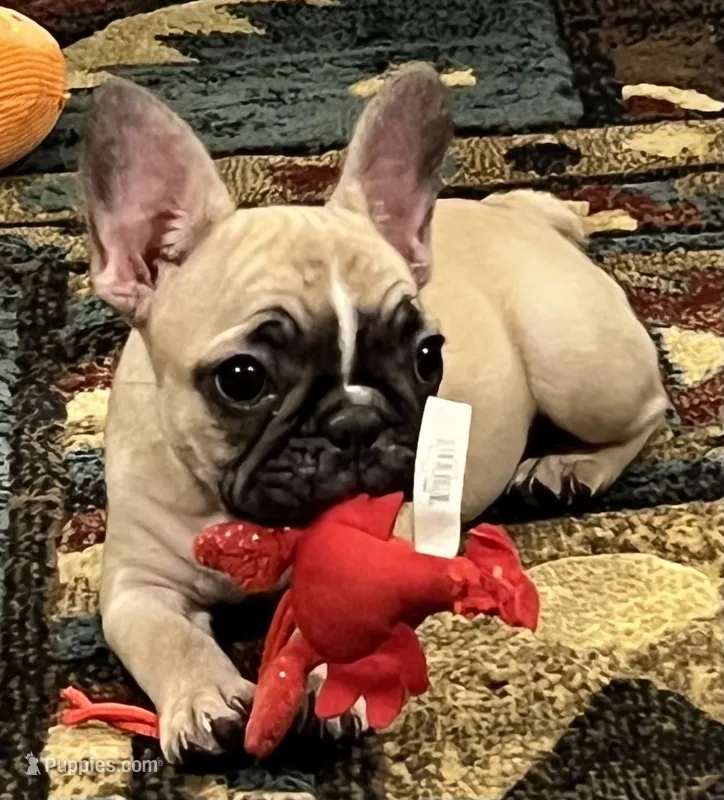 Akc Mimi  – French Bulldog puppy for sale in Bolivar, MO