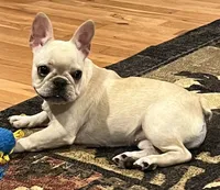 Cream female , a female French Bulldog for sale in Bolivar, MO – 6 of 10