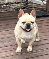 Elvis , a male French Bulldog for sale in Bolivar, MO – 7 of 8