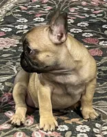 Fawn girl , a female French Bulldog for sale in Bolivar, MO – 3 of 10