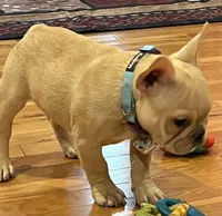 Declan , a male French Bulldog for sale in Bolivar, MO – 9 of 10