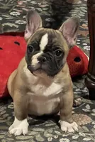 Flashy tri color boy, a male French Bulldog for sale in Bolivar, MO – 1 of 10