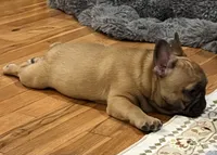 T.T., a male French Bulldog for sale in Bolivar, MO – 10 of 10