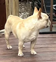 Elvis , a male French Bulldog for sale in Bolivar, MO – 4 of 8