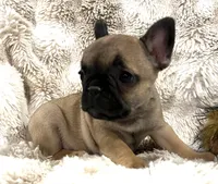 Vanna, a female French Bulldog for sale in Bolivar, MO – 8 of 10