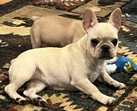 Cream female , a female French Bulldog for sale in Bolivar, MO – 3 of 10