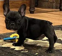 Fifi, a female French Bulldog for sale in Bolivar, MO – 9 of 10