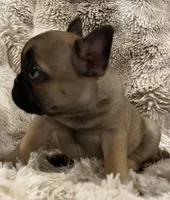 Vanna, a female French Bulldog for sale in Bolivar, MO – 4 of 10