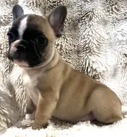 Victor, a male French Bulldog for sale in Bolivar, MO – 3 of 10