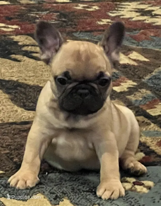 Valentino  – French Bulldog puppy for sale in Bolivar, MO