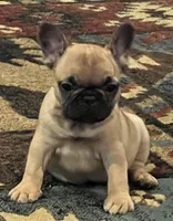 Valentino , a male French Bulldog for sale in Bolivar, MO – 1 of 10