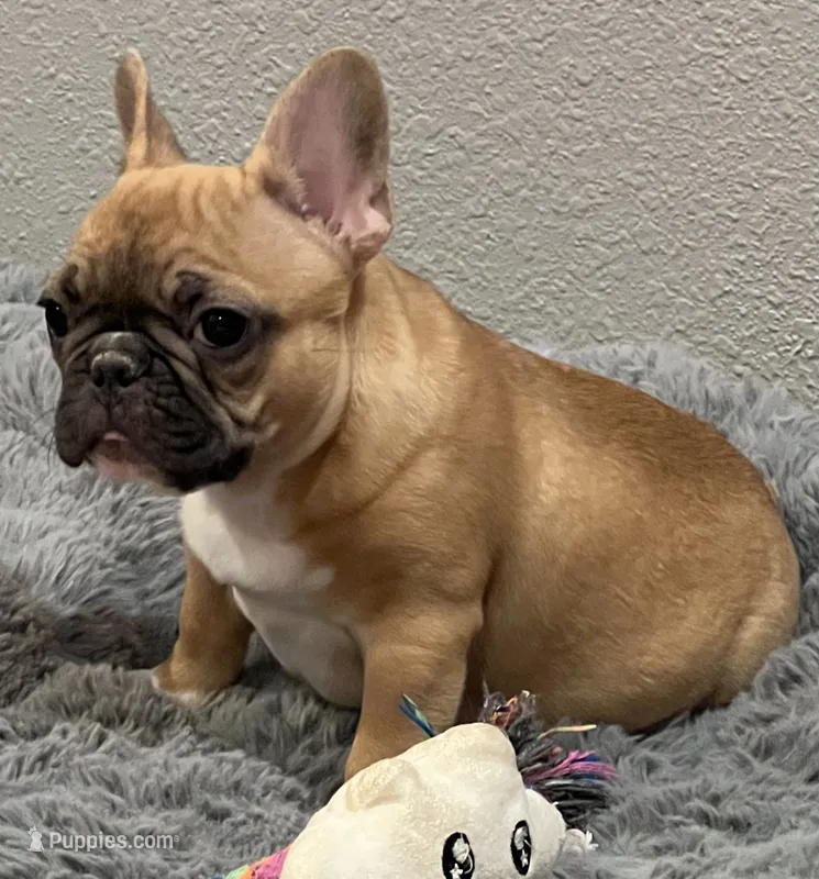 Loki  – French Bulldog puppy for sale in Bolivar, MO