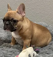 Loki , a male French Bulldog for sale in Bolivar, MO – 1 of 8