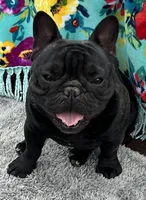 Huck, a male French Bulldog for sale in Bolivar, MO – Photo 1 of 7