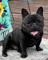 Huck, a male French Bulldog for sale in Bolivar, MO – Photo 5 of 7