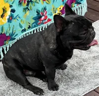 Huck, a male French Bulldog for sale in Bolivar, MO – Photo 7 of 7