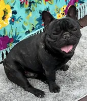 Huck, a male French Bulldog for sale in Bolivar, MO – Photo 4 of 7