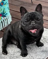 Huck, a male French Bulldog for sale in Bolivar, MO – Photo 3 of 7