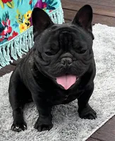 Huck, a male French Bulldog for sale in Bolivar, MO – Photo 2 of 7