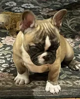 Flashy tri color boy, a male French Bulldog for sale in Bolivar, MO – 3 of 10