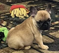 Valentino , a male French Bulldog for sale in Bolivar, MO – 5 of 10