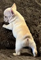 Declan , a male French Bulldog for sale in Bolivar, MO – 7 of 10