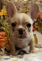 Dorian, a male French Bulldog for sale in Bolivar, MO – 5 of 10